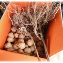감자를 심는 시기 (3월말~4월초) 이미지