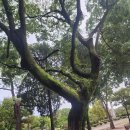 공원조류사