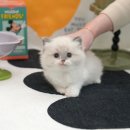 창녕동물병원 | 밀양고양이분양 미유펫 용기내서 (청도, 기장, 창녕)