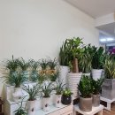 예삐꽃방 | [베트남꽃배달]베트남여성의날 꽃배달 예삐꽃방 한국인꽃집[호치민꽃배달/하노이꽃배달/다낭꽃배달]
