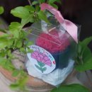 풍영초교병설유치원 이미지