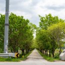 이팝나무길 이미지