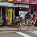 대원누비