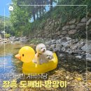애견동반 계곡 식당 장흥 도깨비 방망이 당일치기 강아지 물놀이