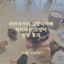 커피캣 | 커피타는 고양이 캣카페 후기 지하철역 가까운 데이트코스&lt;미아사거리 고양이카페&gt;