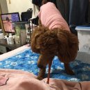 주아펫 네이버블로그