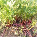 도덕농장 이미지