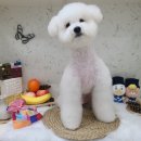 도그룸 (DO GROOM) 이미지