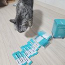 한신장 | 🐱 고양이 설사와 고양이 변비, 고양이 신장관리까지 한 번에! 페노비스 벳 고양이 유산균 급여 후기