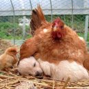 시골보양삼계탕 이미지