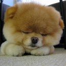 강아지PC 이미지