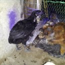 계두농장 이미지