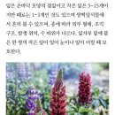 루피너스