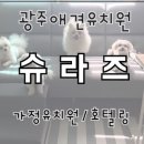 슈라즈하우스 네이버블로그