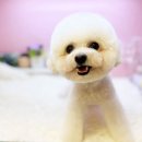 도그플러스 애견미용 이미지