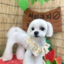 강남펫살롱 이미지