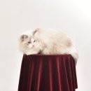 랙돌캐터리 아이돌스 전주고양이분양 이미지