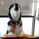 보리펫택시 이미지