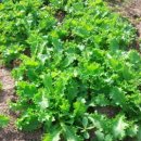 치커리(chicory) 이미지