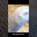 영어하는 2살 된 앵무새의 놀라운 지능 이미지