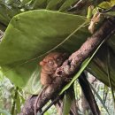 인형의 거리(원숭이 이미지