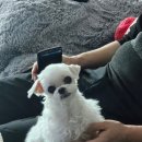 예당로 | 명절에 길을 잃고 발견한 해가준 100%사과생즙, 맛있어서 구매한 후기(+충동구매)