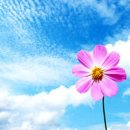 하늘 카카오 검색결과