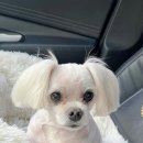 뭉쓰살롱 이미지