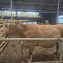 우량한우 이미지