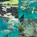 아쿠아수족관 | 일산 수족관 대형 카페 아쿠아가든 솔직후기