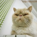 이바이브 이미지