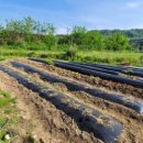 동읍1150 이미지