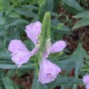 강아지풀 이미지