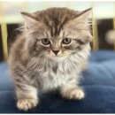 현대 강아지＆고양이 이미지