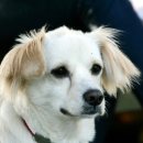 하나애견 이미지