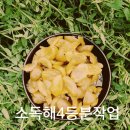 매실 장아찌 황매실 3년 묶은 매실 액기스 판매 합니다 이미지