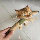 열매향 | 고양이 장난감 추천 캣닢 마따따비 열매 후기