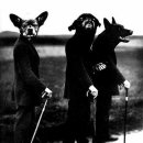 퍼니(FUNNY) 이미지