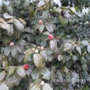 현산면 구시리  장고개 이미지