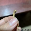 웅이네