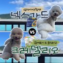 넥스가드 먹이다가 크레델리오 플러스로 바꾼 이유(+ 비교 후기)