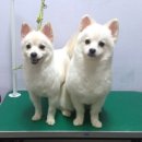 페뷰