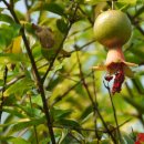 허브아일랜드 식물원 이미지