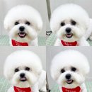 이웃집 댕댕이 | 청주 비숑 스포팅 하이바컷 💕복대동 오픈형 애견미용실 : 이웃집댕댕이🏡