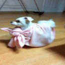 망토 두른 강아지 이미지