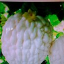 여주-0486 Daum카페