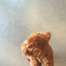 24시청주i동물병원 이미지