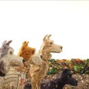 러브독스 이미지