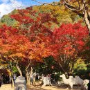 숲 | [화담숲] 11월 초 화담숲 후기🍁｜단풍 / 모노레일 / 야경🍂