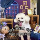 수원애견미용 은밀하개 위대하개, 애견미용 10년 단골 1인샵 솔직후기